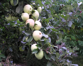 Fermoy Accommodation Fresh Fruit